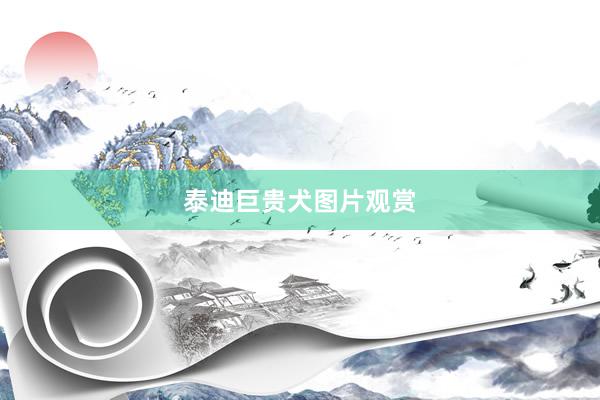 泰迪巨贵犬图片观赏